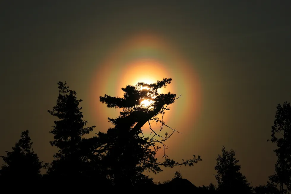 tree silhouette, with the sun peaking from behind, blending into a vibrant white glow surounded by soft warm oval rings of rainbow colors.